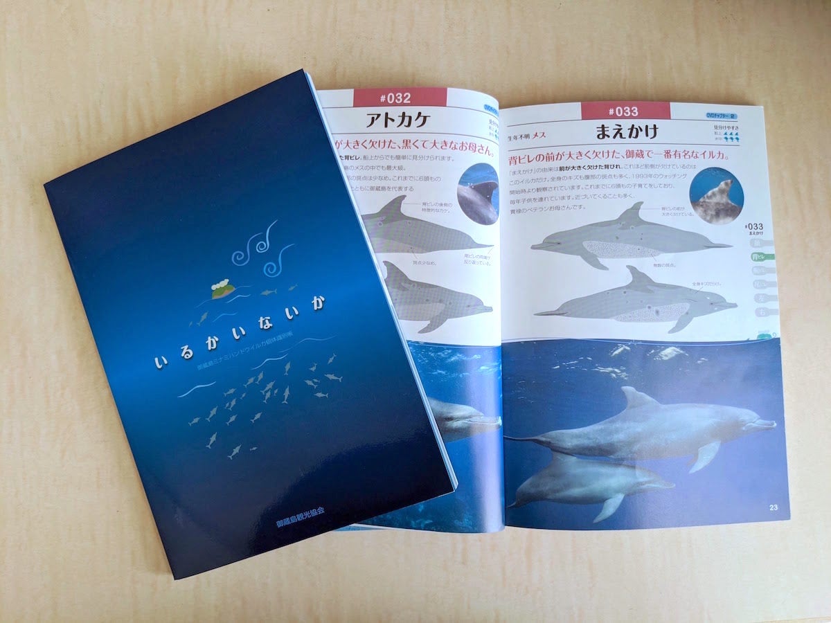 御蔵島ミナミハンドウイルカ個体識別帳＞ いるかいないか | 一般社団